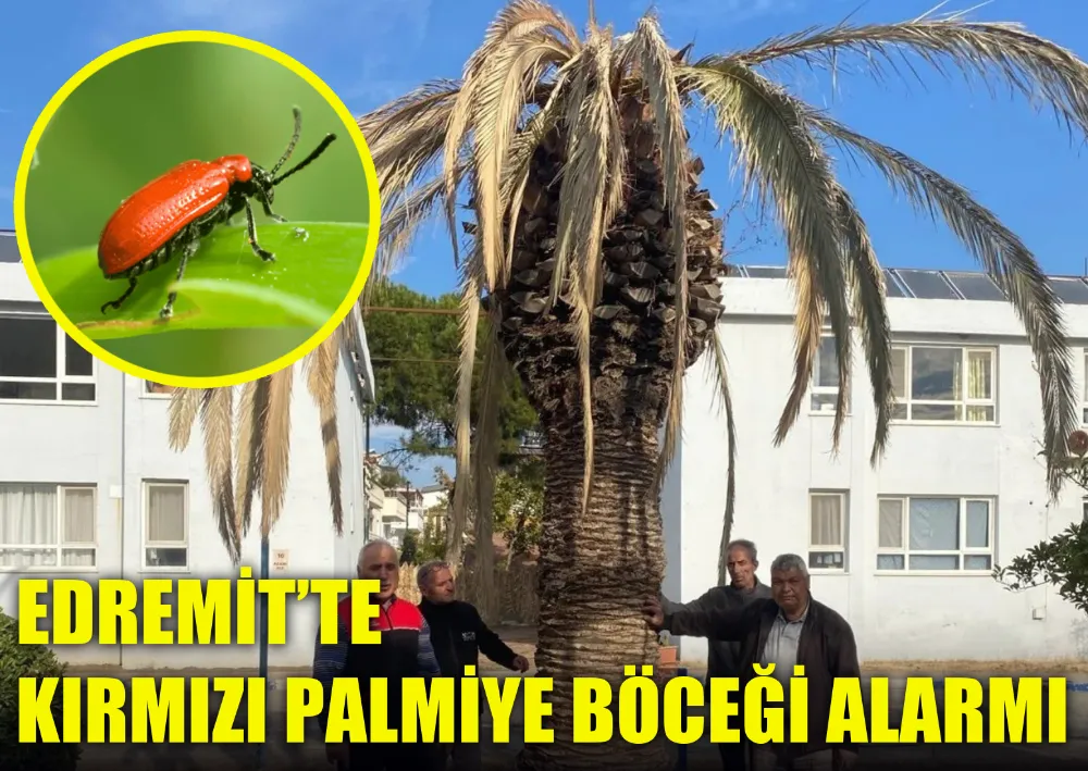 Edremit’te Kırmızı Palmiye Böceği Alarmı