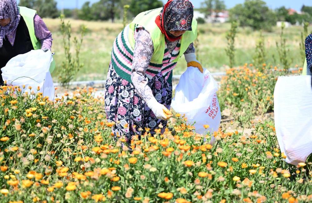 Çanakkale Savaşları Gelibolu Tarihi