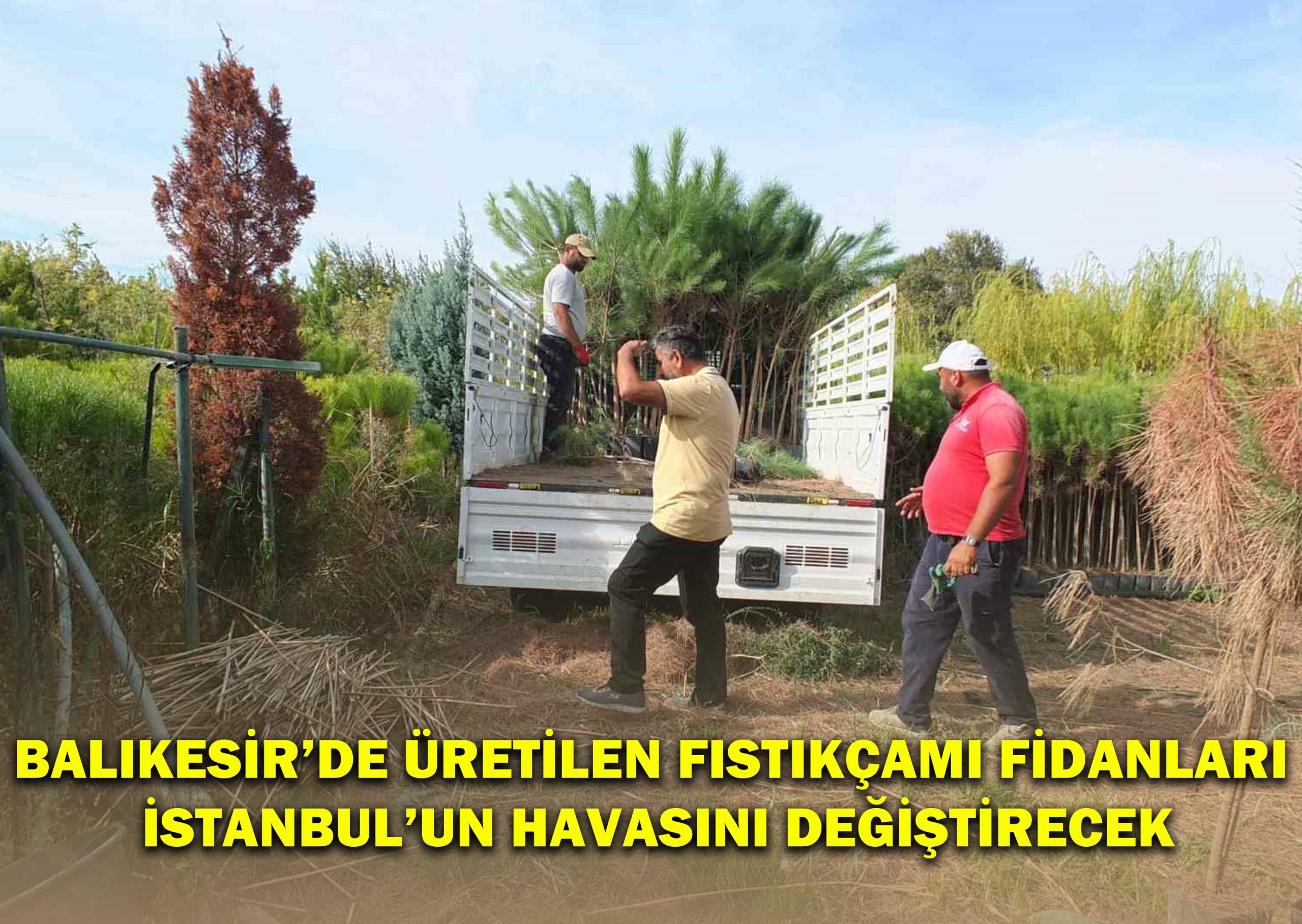 Balıkesir’de Üretilen Fıstıkçamı Fidanları İstanbul’un Havasını Değiştirecek