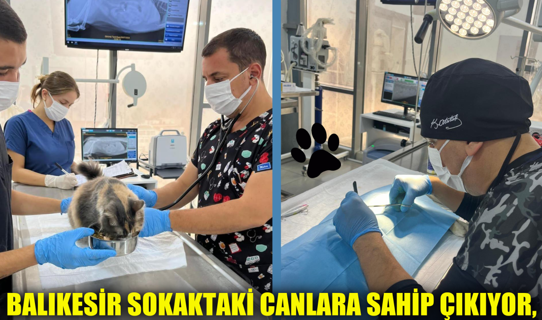 Balıkesir Sokaktaki Canlara Sahip Çıkıyor, Sahipsiz Bırakmıyor